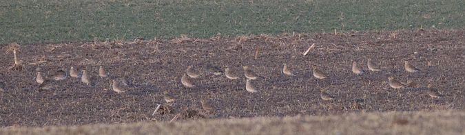 Pluvier doré  - Christoph Dangl