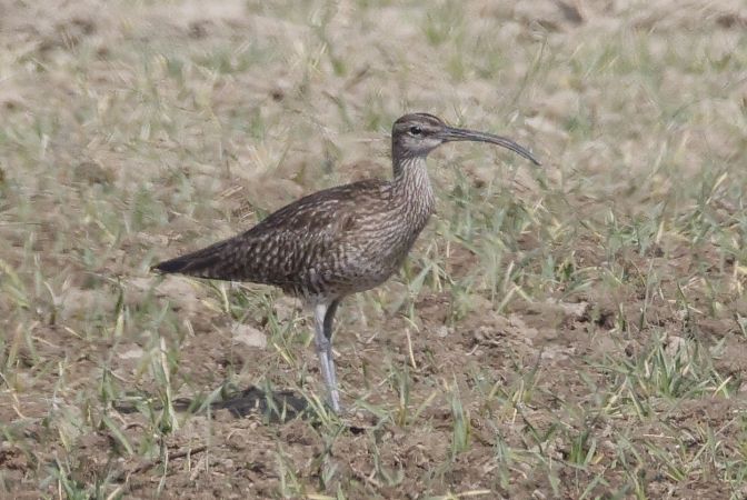 Courlis corlieu  - Christoph Dangl