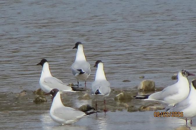 Mouette rieuse  - Maria Sonnleitner