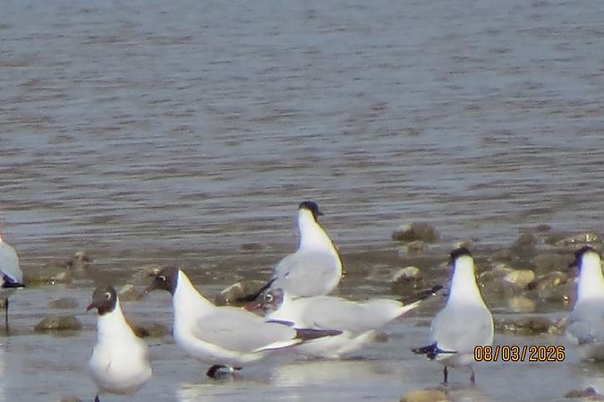 Mouette rieuse  - Maria Sonnleitner