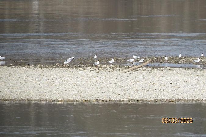 Mouette rieuse  - Maria Sonnleitner