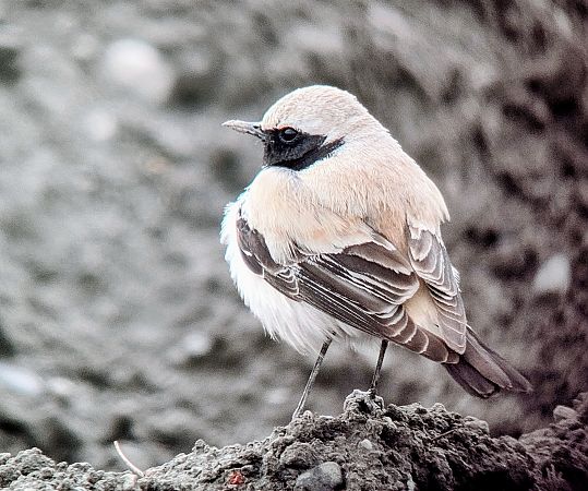 Traquet du désert  - Stefan Schwaiger