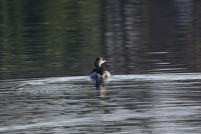 Grèbe jougris  - Rupert Hafner