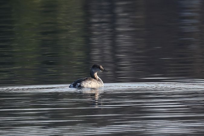 Grèbe jougris  - Rupert Hafner