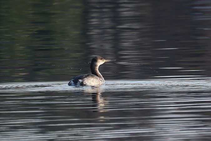 Grèbe jougris  - Rupert Hafner
