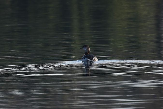 Grèbe jougris  - Rupert Hafner