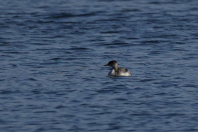 Red-necked Grebe  - Rupert Hafner
