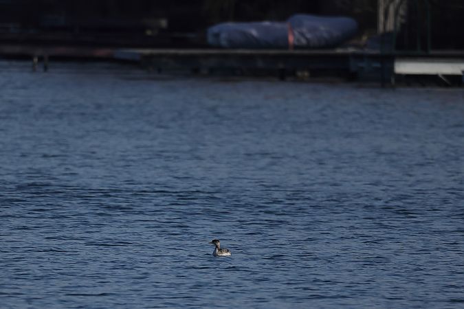 Grèbe jougris  - Rupert Hafner