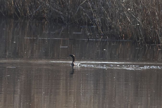 Pygmy Cormorant  - Rupert Hafner