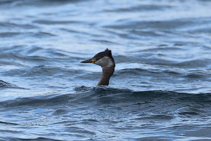 Grèbe jougris  - Rupert Hafner