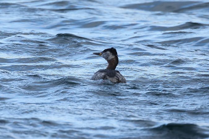 Grèbe jougris  - Rupert Hafner