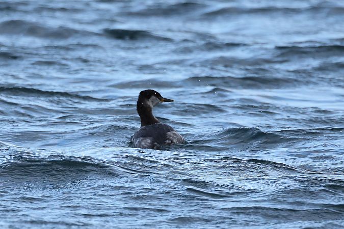 Grèbe jougris  - Rupert Hafner