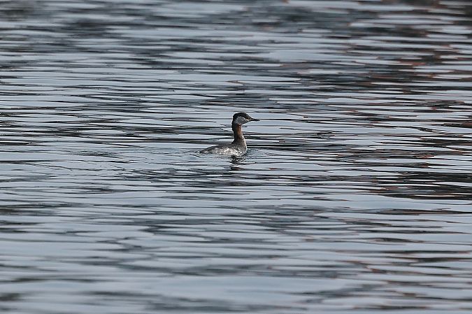 Grèbe jougris  - Rupert Hafner
