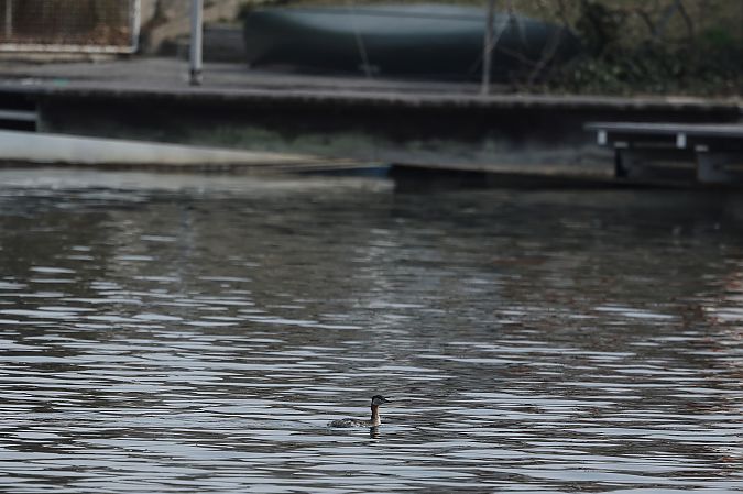 Grèbe jougris  - Rupert Hafner