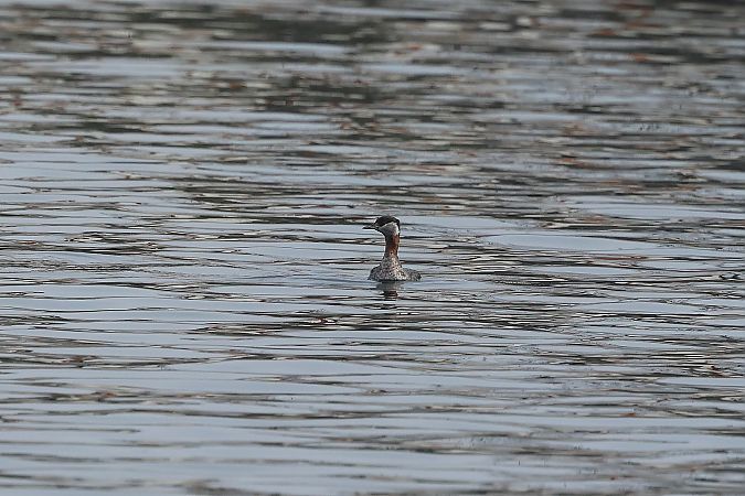 Grèbe jougris  - Rupert Hafner