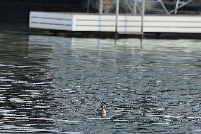 Grèbe jougris  - Rupert Hafner