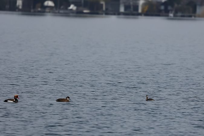 Grèbe jougris  - Rupert Hafner
