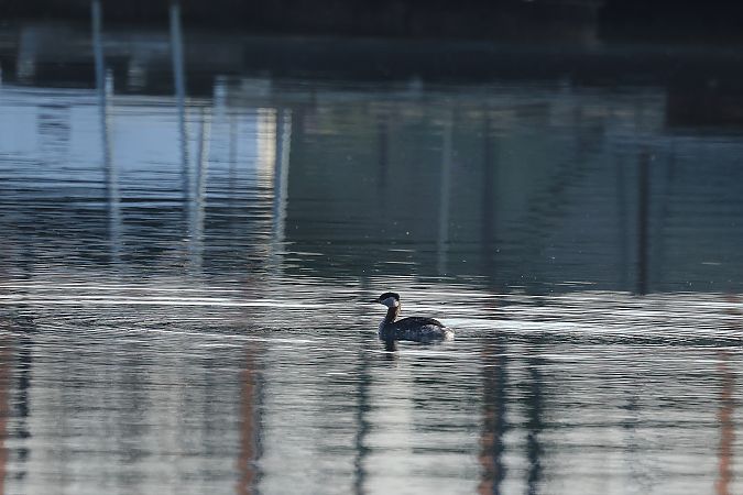 Grèbe jougris  - Rupert Hafner