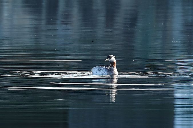 Grèbe jougris  - Rupert Hafner