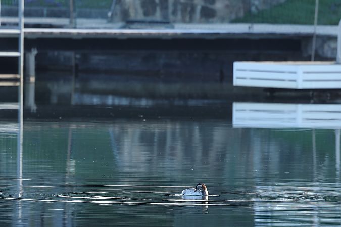 Rothalstaucher  - Rupert Hafner