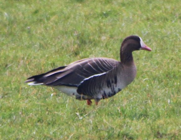 Oie rieuse  - Pierre & Carmen Noël / Pixner