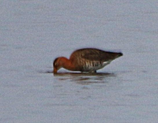 Barge à queue noire  - Pierre & Carmen Noël / Pixner