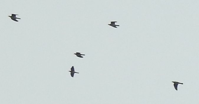 Oiseau indéterminé  - Florian Mayr