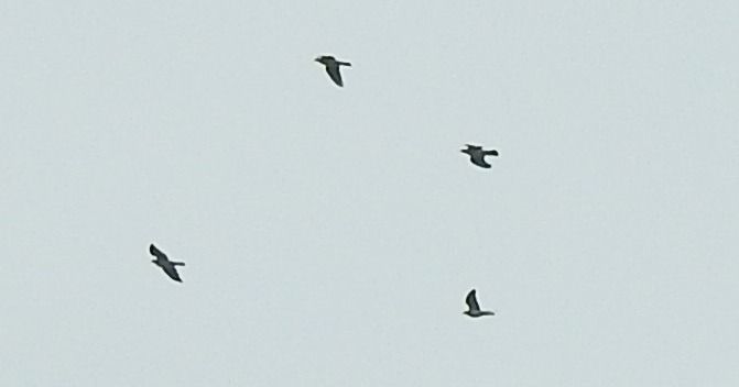 Oiseau indéterminé  - Florian Mayr