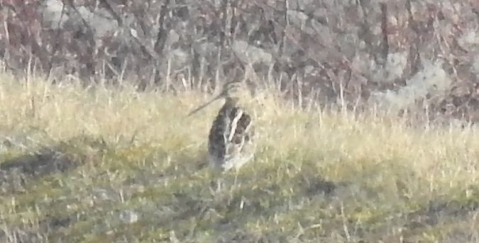 Bécassine des marais  - Florian Mayr