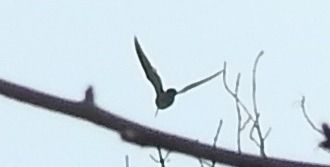 Bécassine des marais  - Florian Mayr