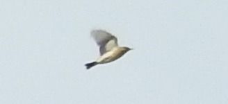 Oiseau indéterminé  - Florian Mayr