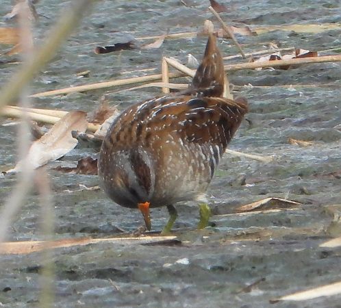 Marouette ponctuée  - Ulrike Knely