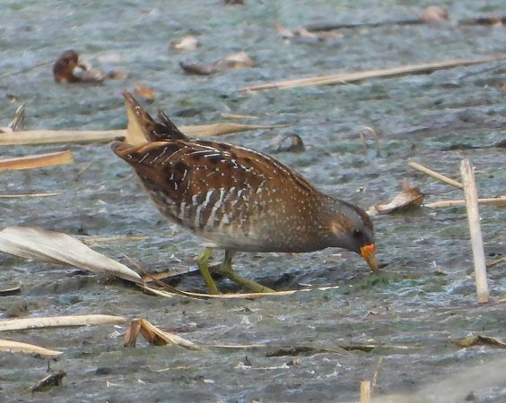 Marouette ponctuée  - Ulrike Knely