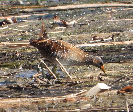Marouette ponctuée  - Ulrike Knely