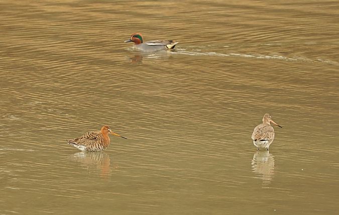 Barge à queue noire  - Gerald Puchberger