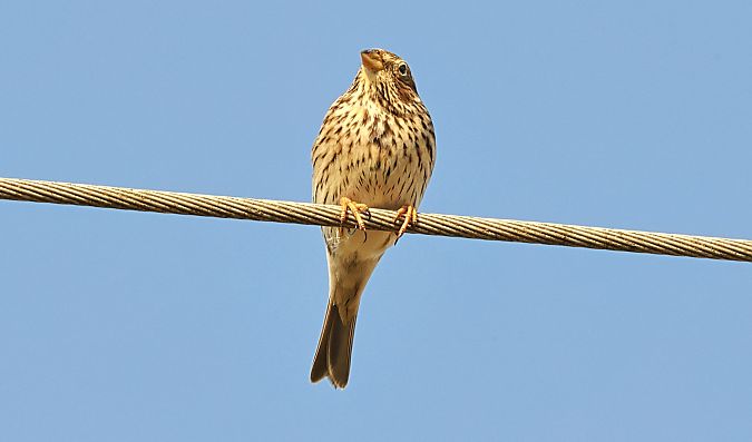 Bruant proyer  - Gerald Puchberger