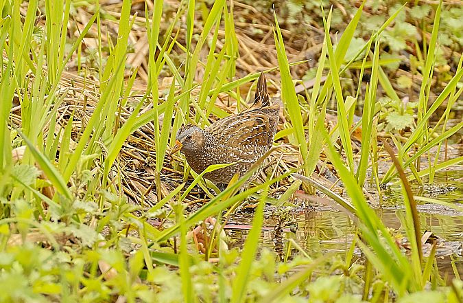 Marouette ponctuée  - Gerald Puchberger