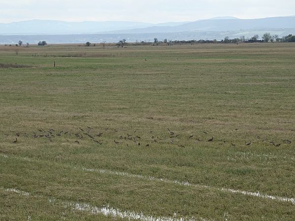 Barge à queue noire (ssp. islandica)  - Bund Karl