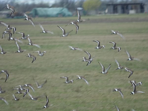 Barge à queue noire (ssp. islandica)  - Bund Karl