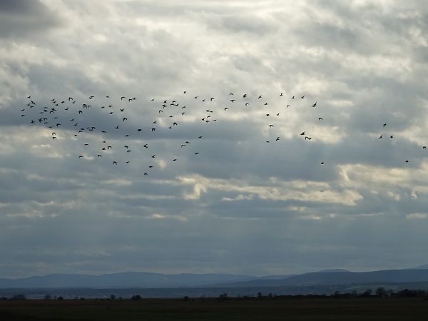 Barge à queue noire (ssp. islandica)  - Bund Karl