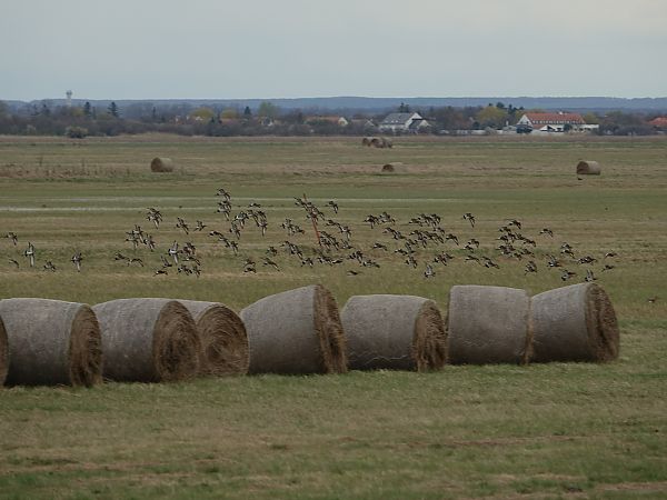 Barge à queue noire (ssp. islandica)  - Bund Karl