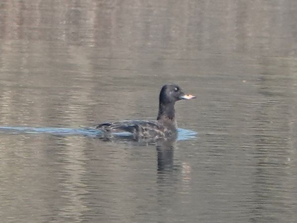 Macreuse brune  - Werner Schreilechner