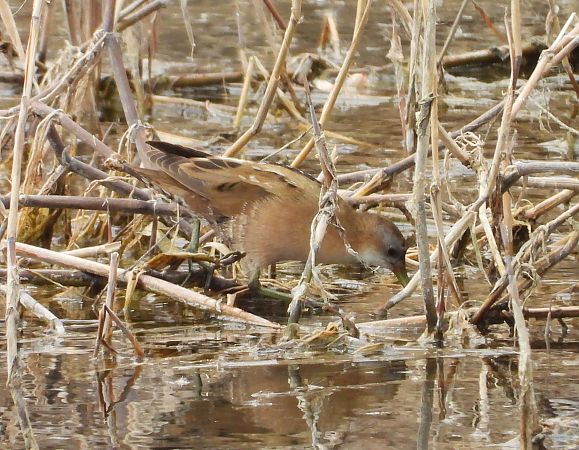 Marouette poussin  - Hubert Blatterer