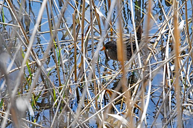 Marouette ponctuée  - Johann Bartas