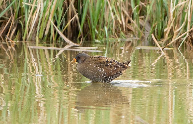 Marouette ponctuée  - Ralph Winkler