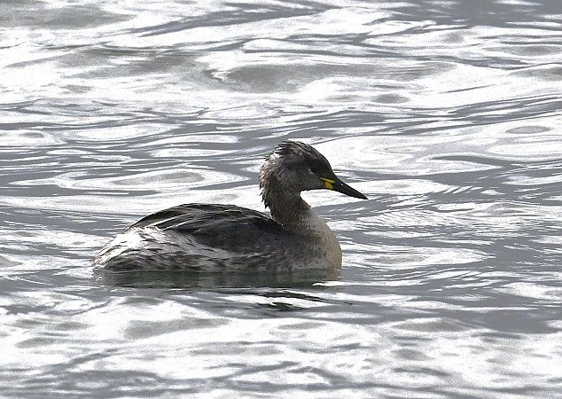 Grèbe jougris  - Karl Heinz Krainer