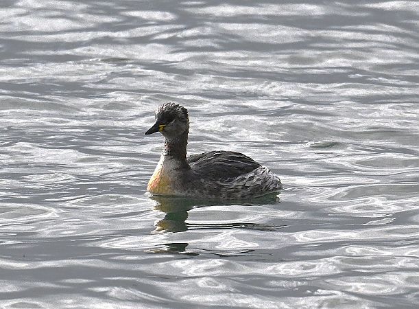 Grèbe jougris  - Karl Heinz Krainer
