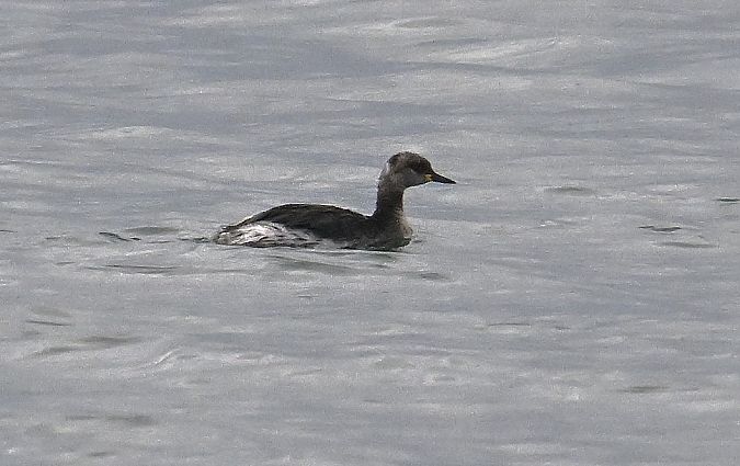 Grèbe jougris  - Karl Heinz Krainer