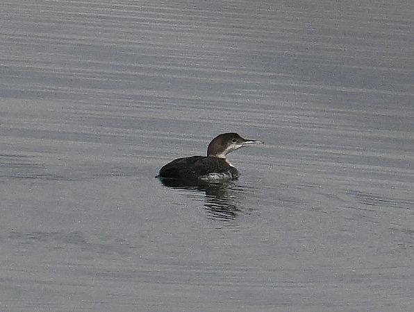 Plongeon imbrin  - Karl Heinz Krainer