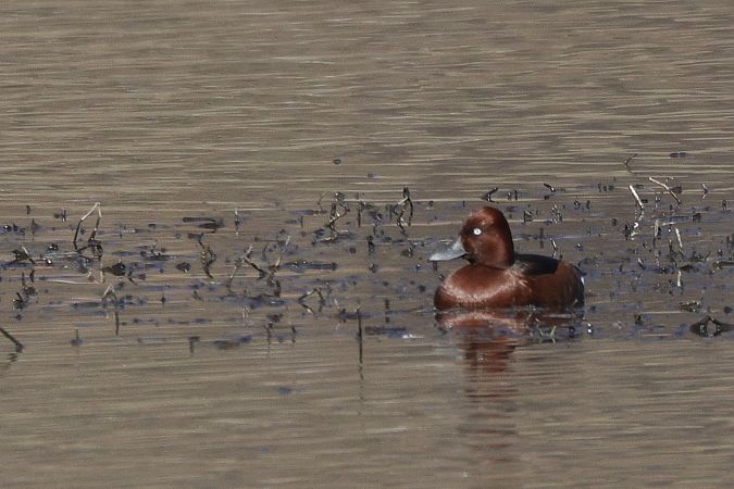 Fuligule nyroca  - Siegfried Trattnig
